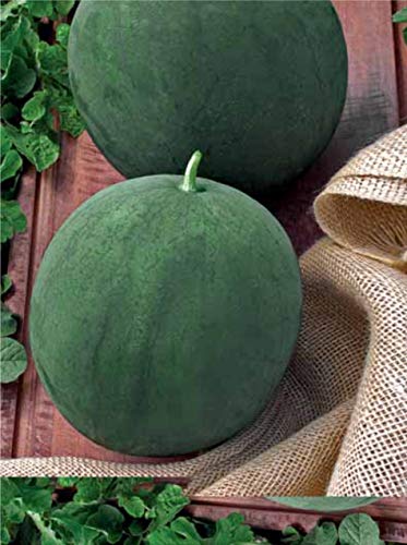 Nika Seeds - Fruit Watermelon Sugar Baby Green-Red - 10 Seeds #TOP5