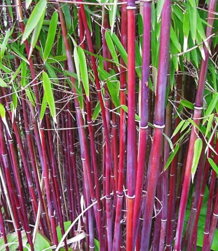 BALDUR Garten 1x Roter Bambus Chinese Wonder winterhart Pflanze im 13 cm-Topf Fargesia jiuzhaigou No.1 bildet keine Wurzelausläufer schnell wachsend pflegeleicht