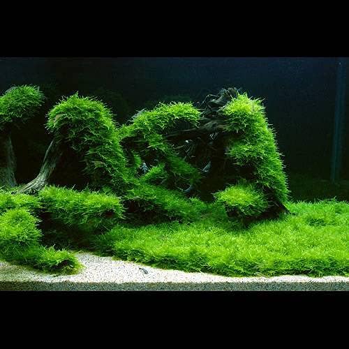 Amazon 水草 南米ウィローモス 水中葉 無農薬 ３パック 北海道航空便要保温 Charm チャーム 生体水草 通販