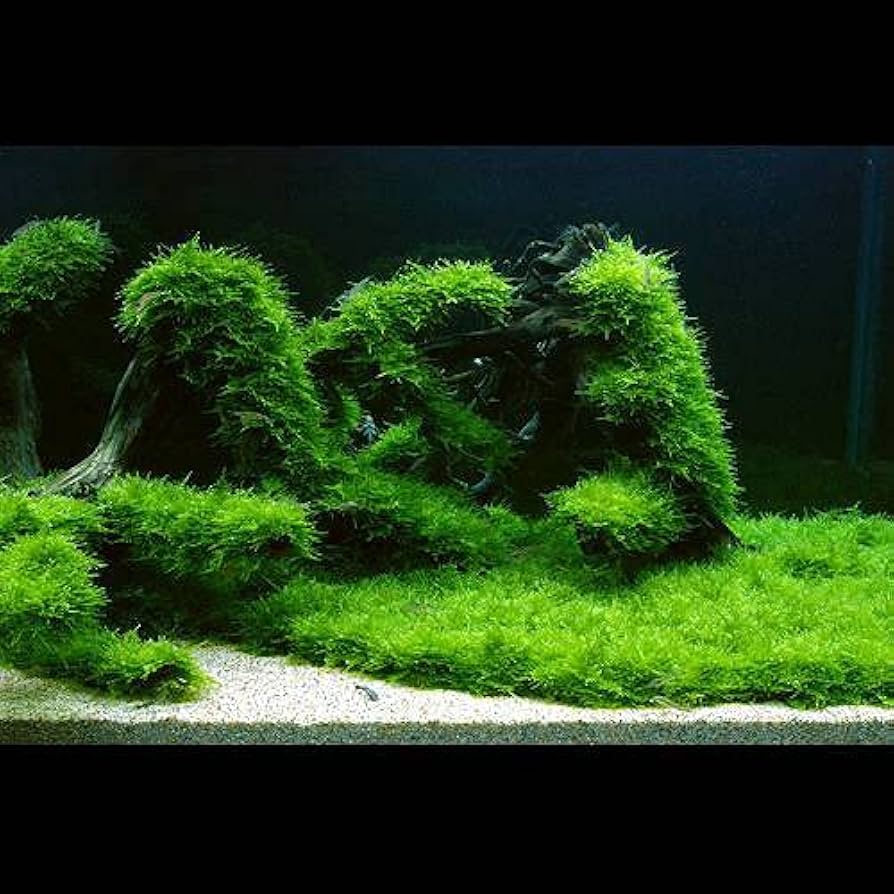 Amazon.co.jp: 南米ウィローモス（水中葉）（無農薬）（1カップ