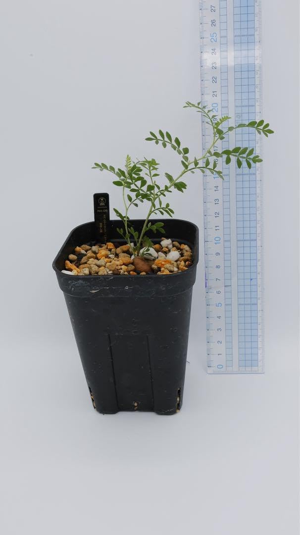 オペルクリカリア パキプス 抜き苗発送！ 23