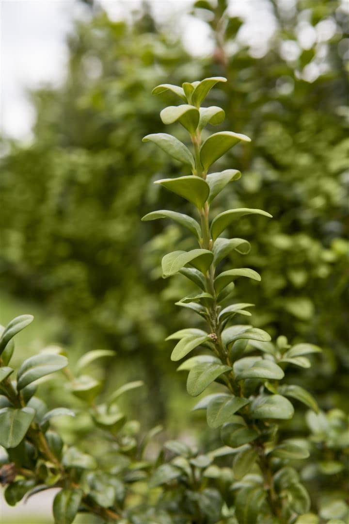 Cornus kousa 'Satomi' 40-60 cm – Winterhart, Mehrjährig, Pflegeleicht – Japanischer Blumen-Hartriegel – Ziergehölz für Garten & Einzelstellung
