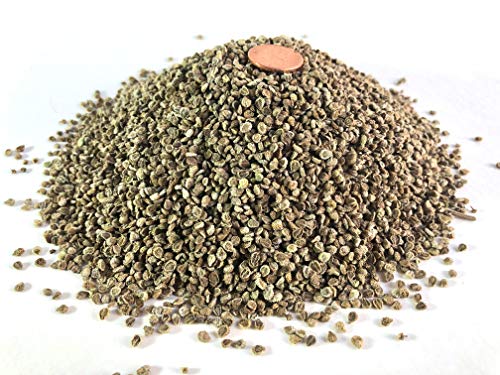 Chinese Forget Me Not Wildflower Seeds - Bulk 1 Pound Bag - Over 90,000 Open Pollinated Seeds - Blue Cynoglossum amabile