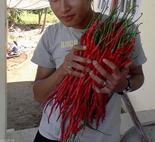 Kopay Chili Pepper Superhot Chilli Pepper, From Indonesian Seed | Seeds Tested And Packed For Terrace and Home Gardening (Chilli) (200 Per Packet)-image-4