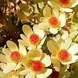 リューカデンドロン・サマーサン 5号ポット【品種で選べる花木苗/1個売り】学名：Leucadendron 'Summer Sun'/ヤマモガシ科リュウカデンドロン属/半耐寒性常緑低木/原産地：南アフリカ●サマーサンは、その名の通り黄色い大輪の花が咲くとても印象的な品種です。クリーム色とオレンジの色のコントラストが美しいです。切り花やドライフラワー、切葉としてよく利用されています。ユニークな株姿は寄せ植えや群生植え、鉢植えにもピッタリな植物です。【※植物ですので多少の葉傷み等がある場合もございますが、あらかじめ、ご了承下さい】