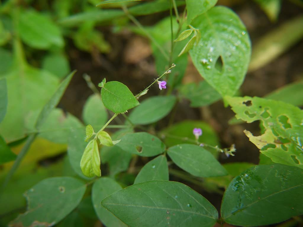 HERBALISM Blue Wiss mashaparni kalyan lomashparnini mashani kattulunnu karu minumullu mashani Teramnus mollis living plant.