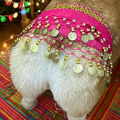 Disfraz para perro estilo danza del vientre con cadenas miniatura 6