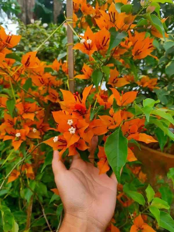 Image of Rare Bougainvillea Live Flower Plant || Healthy Live Plant with Grow Bag & Secure Packing || Beautiful Flower Garden Decoration (orange)