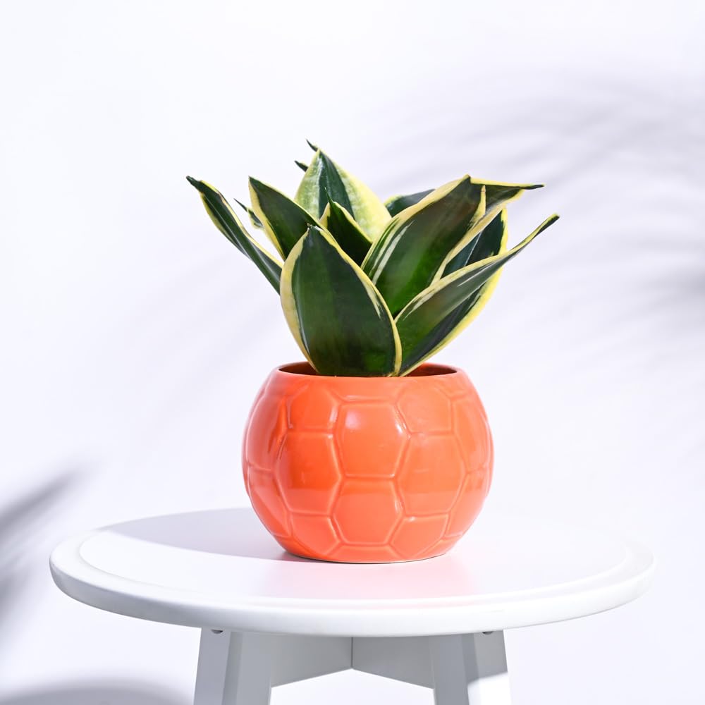 UGAOO Football Ceramic Pot (Orange)
