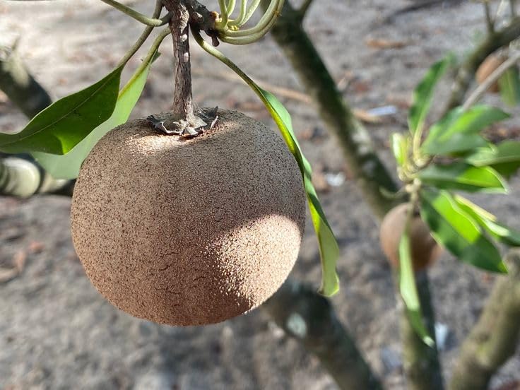 Chiku Plant for Indoor and Outdoor Decor | Beginner Friendly, High Germination Rate, Indoor Use, Outdoor Use-image-24
