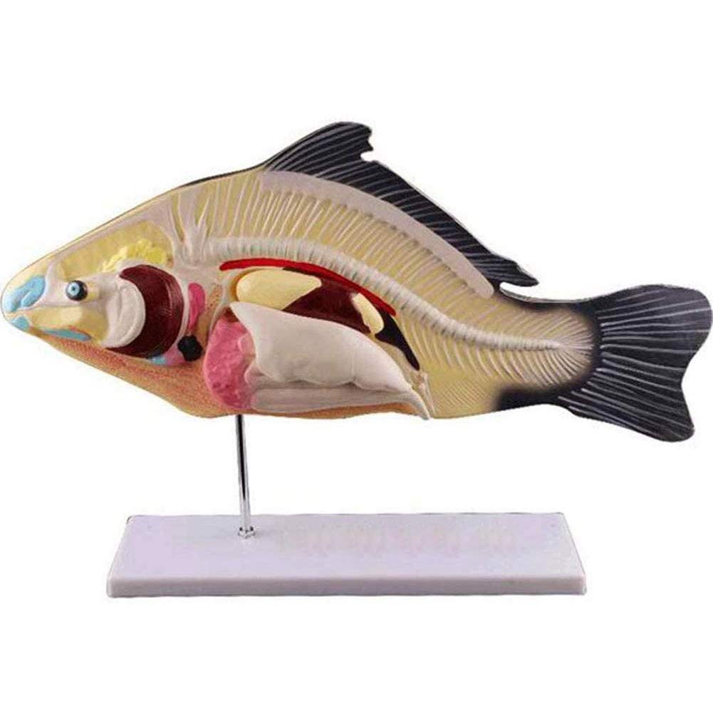 Modelo de anatomía de Peces, Modelo de exhibición de vísceras Animales, 3 Partes Desmontables, Adecuado para clínicas veterinarias, exhibición de enseñanza