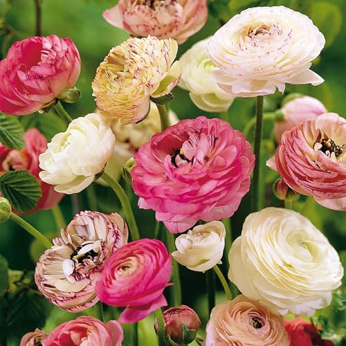 40 Ranunkelknollen Pastellmix - Extra-Großpackung - Zarte Sommerblumen für Garten Töpfe & Balkon - Gartenfertige Blumenzwiebeln
