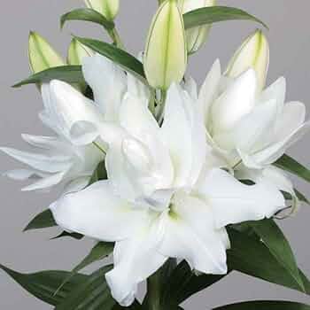40s　スウィートハートジュエリー　シルバー　百合　リリー　天国の花　ユリ 産地直送 オリエンタルユリ ピンク 3本束／埼玉 百合の滝沢から