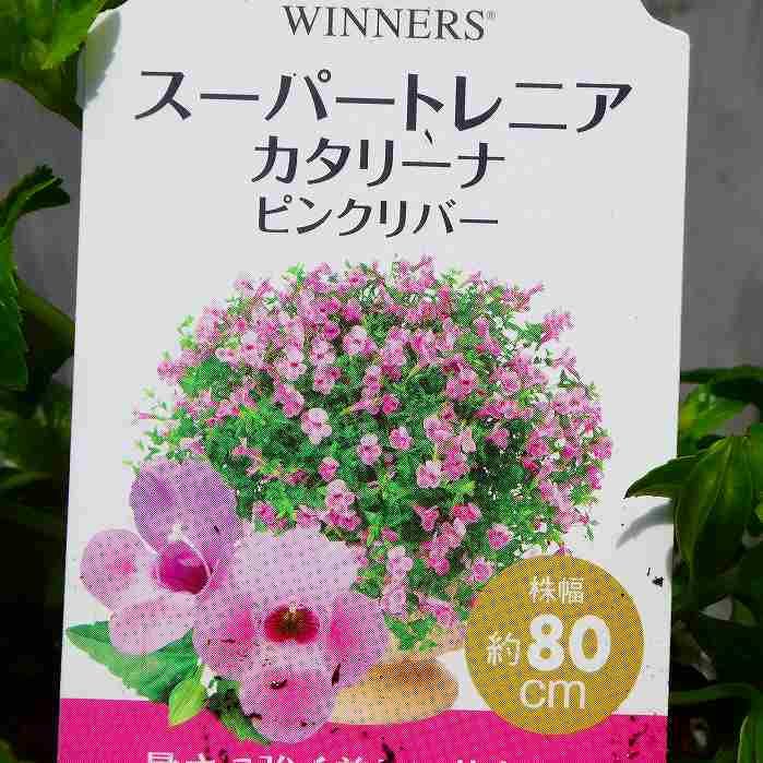 Amazon.co.jp: スーパートレニア カタリーナ ピンクリバー 5号吊り