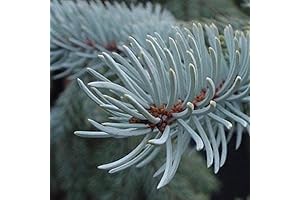 Noble Fir Seedlings: Enhance Your Landscape with Majestic Trees