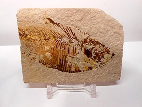 Rockhound's First Choice Fossil Fish Bundle: Green River fossil fish - Fossil Fish with Free Magnifying Glass, Acrylic Display Stand, Fact Sheet & COA