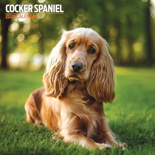 Cocker Spaniel Traditioneller Kalender 2026