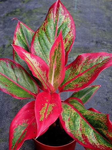 Image of PlantaZee lipsstick aglonima Natural Live Plant in Pot