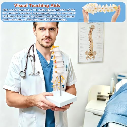 Image of 5 Section Lumbar Spine Model with Sacrum and Spinal Nerves,Life Size Vertebral Column Model for Chiropractic,Patient Education Demonstration,Excellent Way for Demonstrating Disc