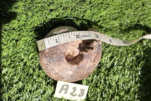 Image of Ammonite Fagesia Ammonite Fossil Rare Ammonite Fossil Natural Fossil from Morocco A28
