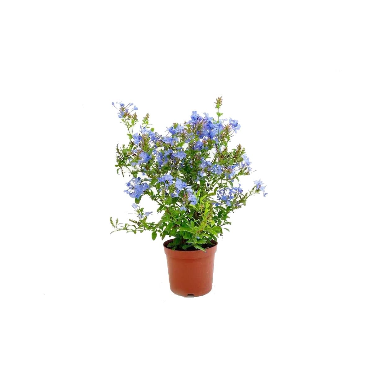 Plumbago Planta Trepadora Natural Conocida como Celestina
