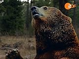  Der Bär ist los