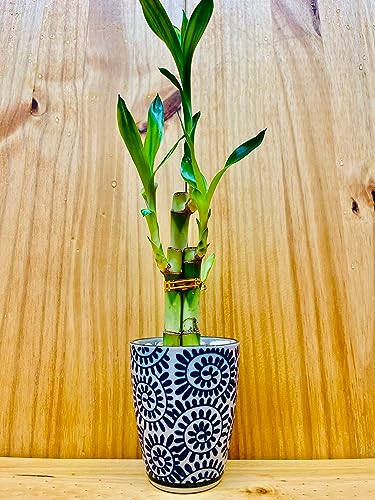 Lucky Bamboo 6&rdquo;6&rdquo;8&rdquo; in Premium Ceramic Vase Blue Motiv Cup Vase