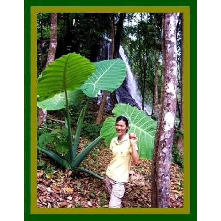 Bulbs Colocasia Gigantea Comprar Rare Edible Giant Elephant Ear