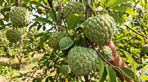Image of Healthy Live Sareefa (Custard Apple /Sharifa) Fruit Plant - Sweet Variety Live Fruit Tree for Home, Garden & Balcony