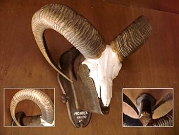 Amazon.co.jp: トロフィー/ムフロンスカルホーン/頭♯剥製/骨壁掛羊