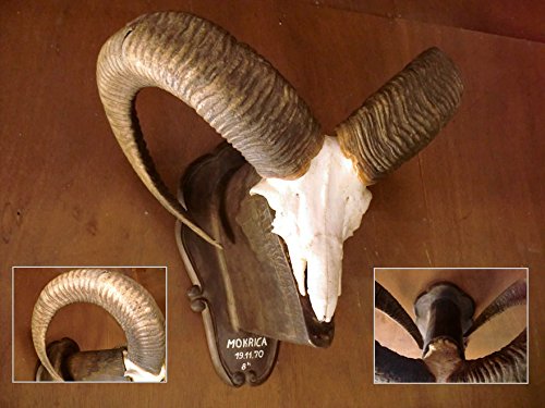 Amazon.co.jp: トロフィー/ムフロンスカルホーン/頭♯剥製/骨壁掛羊