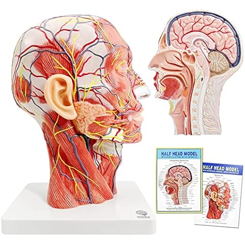 Menschlicher Halber Kopf, Oberflächliches Neurovaskuläres Modell Mit Muskulatur, Lebensgroßes Anatomisches Kopfmodell, Schädel Und Gehirn Für Den Medizinischen Unterricht, Lernwerkzeug Für Kinder Cover