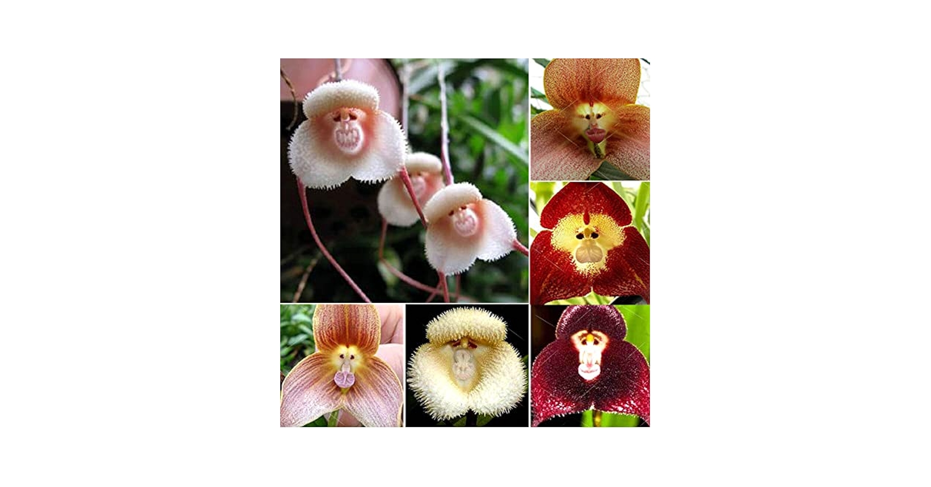 Wild Orchid［カセット］ Amazon.com: VictoryVentor 200+ Rare Orchid Seeds for