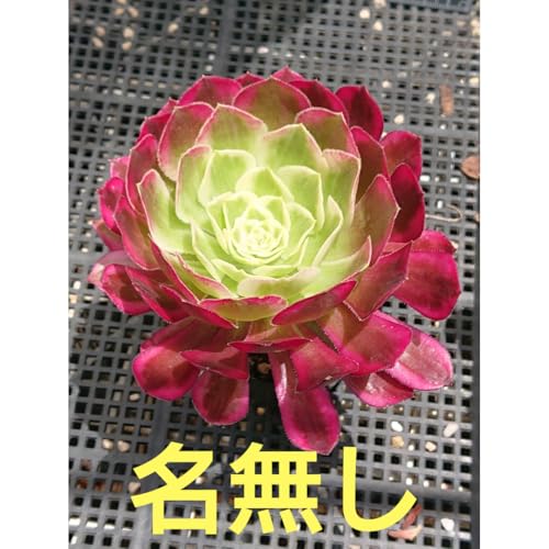観葉植物 アエオニウム」の人気商品一覧 | 安い商品を通販サイトから