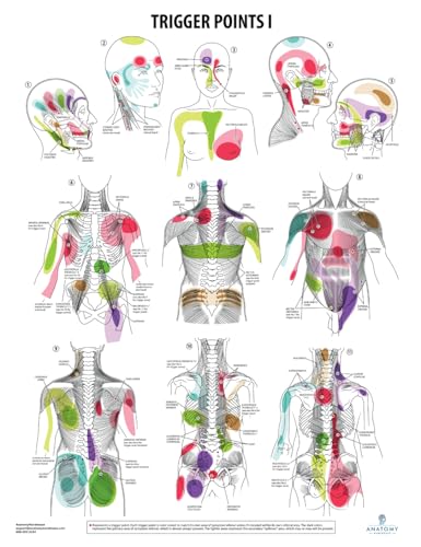 Anatomy Lab Trigger Points I Poster, LAMINATED, Anatomy and Physiology Trigger Points Poster, 17.3 x 22.5 Inches, Trigger Points Anatomy Poster - Thumbnail 7