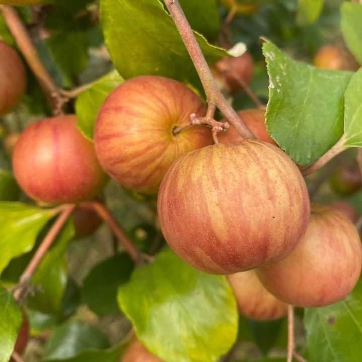 Cloud Farm Live original Grafted ball sundari apple ber plant Grafted Thai Varient Plant Height 1-2 FT Fruit After 6 Months,CF_KN_66 (B0DFWR6K56) Amazon Price History, Amazon Price Tracker