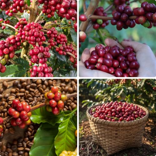 Coffea Seeds for Planting, 57+...