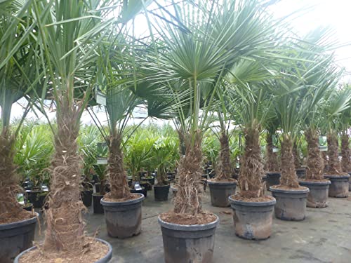 gruenwaren jakubik 2 Stück im Palmenset Trachycarpus fortunei dicke Stämme 200 cm Hanfpalme, winterharte Palme bis -18°C