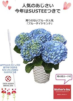 Amazon 産地直送 あじさい ブルーダイヤモンド 14 母の日 5号鉢 バスケット 水分計sustee付き Diy 工具 ガーデン Amazon 産地直送 あじさい ブルーダイヤモンド 14 母の日 5号鉢 バスケット 水分計sustee付き Diy 工具 ガーデン