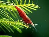1 Live Painted Fire Red Cherry Shrimp (Neocaridina davidi) - Breeding Age Young Adults at 1/2 to 1 Inch Long by Aquatic Arts