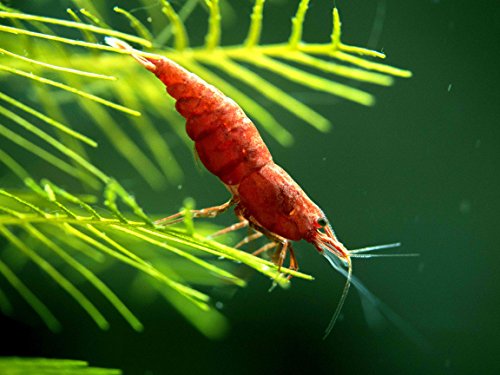 Aquatic Arts 1 Live Painted Fire Red Cherry Shrimp (Neocaridina davidi) - Breeding Age Young Adults at 1/2 to 1 Inch Long
