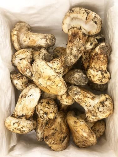 }c^P kāEJi_Y, 󂠂菼, ܂ 500gl