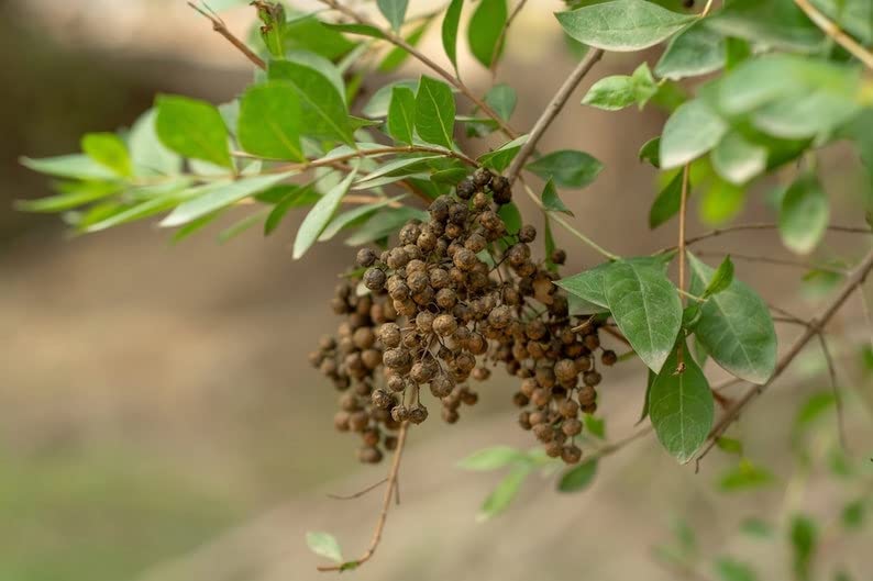 Henna Plant Seeds, Mehandi Plant Seeds, Lawsonia inermis Seeds,Maruthani seeds (Maruthani, 100) (B0B557YHCC) Amazon Price History, Amazon Price Tracker
