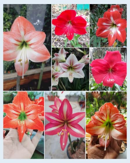 Amaryllis Dutch Mix Bulbs - Pack of 2 Bulbs
