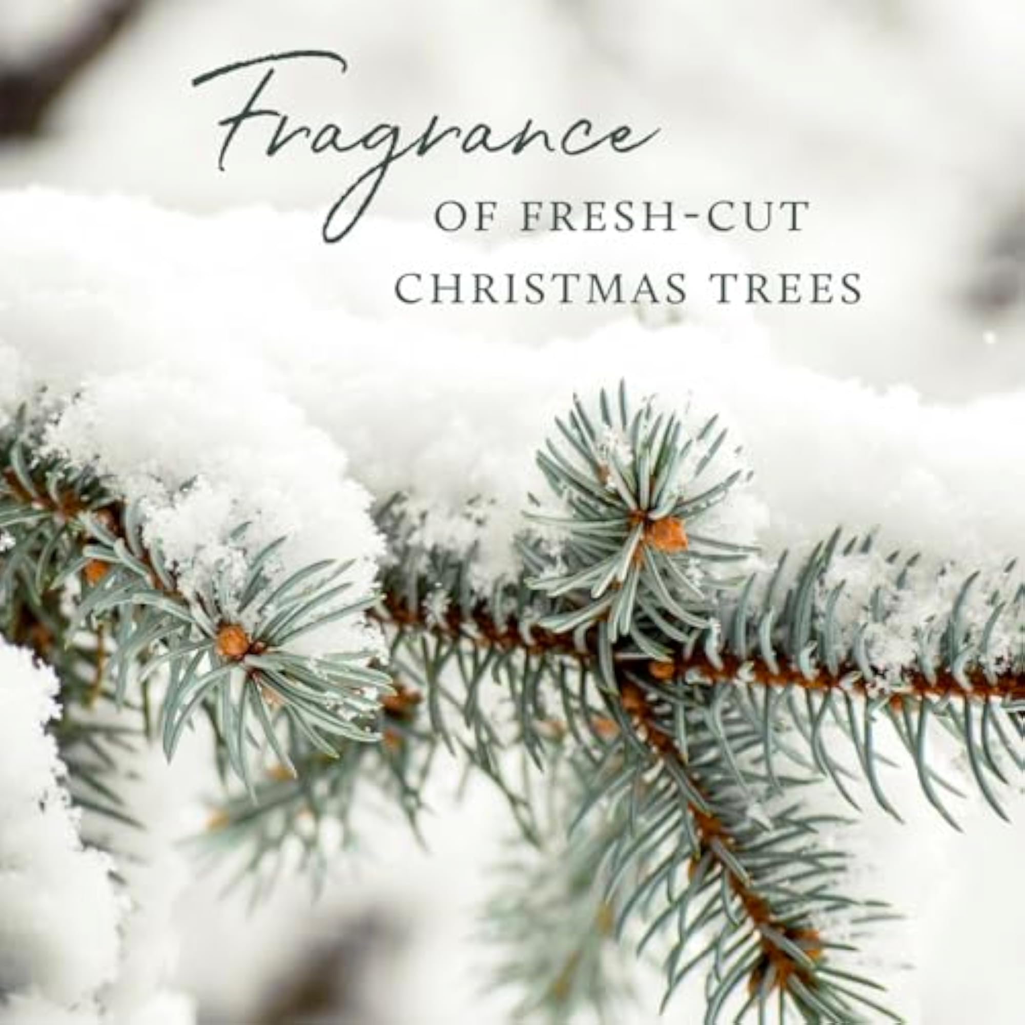 Heritage Medium Pine Needle Luminary Candle - Frasier Fir