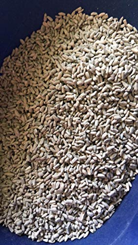 5 lb Chicory Seeds Food Plot Seed Deer Wildlife Forage Cover Crop