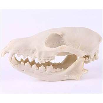 Amazon.co.jp: キツネの頭蓋骨モデル - キツネの頭蓋骨