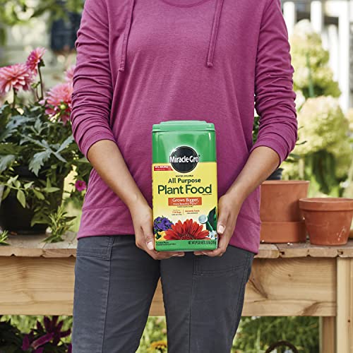 Image of Miracle-Gro Water Soluble All Purpose Plant Food, 5.5 lb. | Fertilizer For All Indoor or Outdoor Plants including Roses, Flowers, Vegetables, Houseplants, Trees, and Shrubs