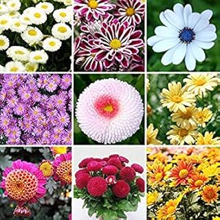 RIC 5: 100pcs Thailand Climbing Rosa Seeds, Seed Rare Plant, Home and Garden, Bonsai Flowers Garden of Roses. Multicolor Selection 5: Only Seeds