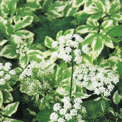 Amazon.co.jp: 予約販売 宿根草の咲く庭 アエゴポディウム 苗（斑入